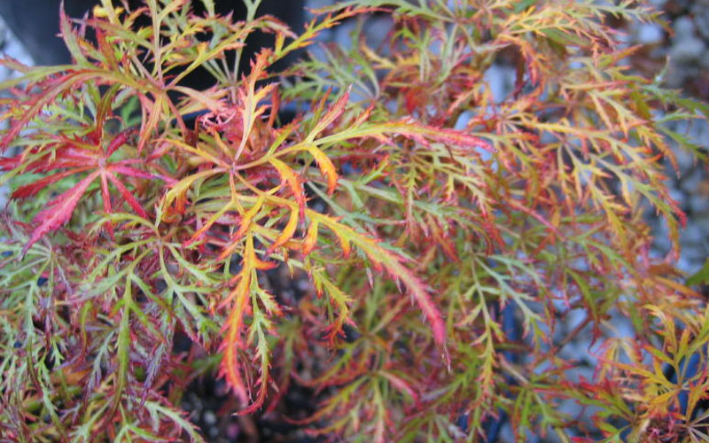  Baby Lace Japanese Maple - Single Trunk Tree Form (Acer Palmatum) - 2 Gallon Pot