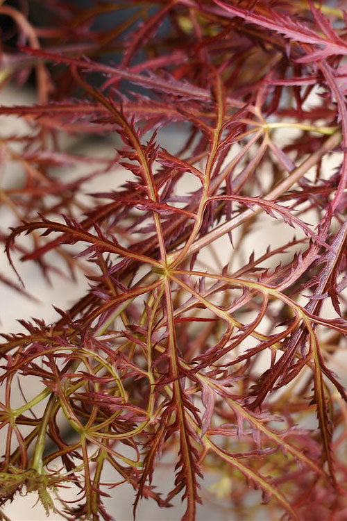  Baby Lace Japanese Maple - Single Trunk Tree Form (Acer Palmatum) - 1 Gallon Pot