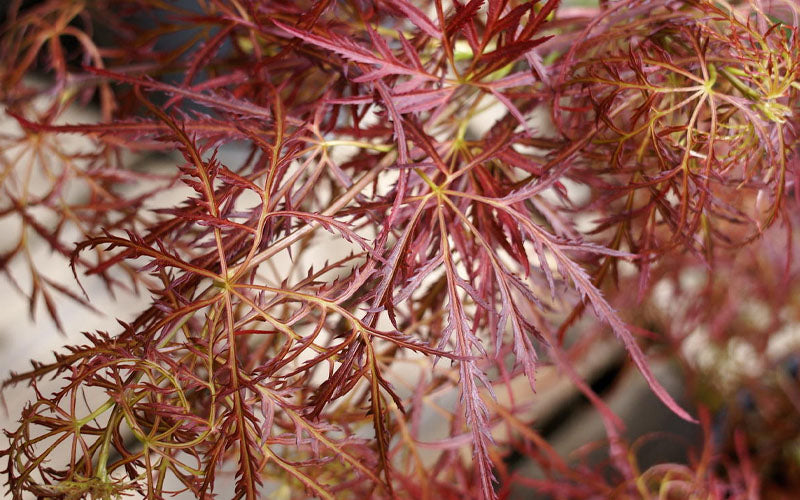  Baby Lace Japanese Maple - Single Trunk Tree Form (Acer Palmatum) - 2 Gallon Pot