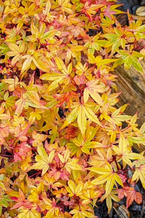  Beni Hime Dwarf Japanese Maple - 1 Gallon Pot