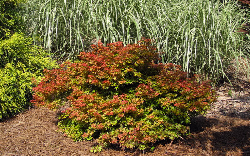  Beni Hime Dwarf Japanese Maple - 1 Gallon Pot