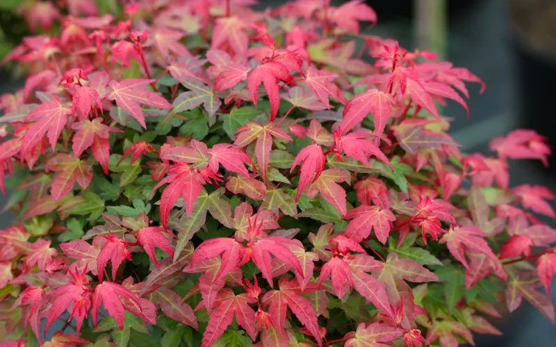  Beni Hime Dwarf Japanese Maple - 1 Gallon Pot