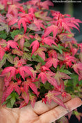  Beni Hime Dwarf Japanese Maple - 1 Gallon Pot