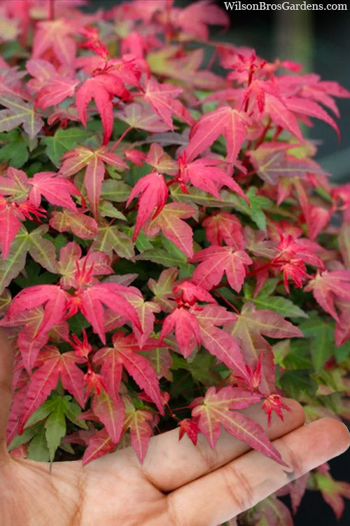  Beni Hime Dwarf Japanese Maple (Single-Trunk Tree Form) - 3 Gallon Pot
