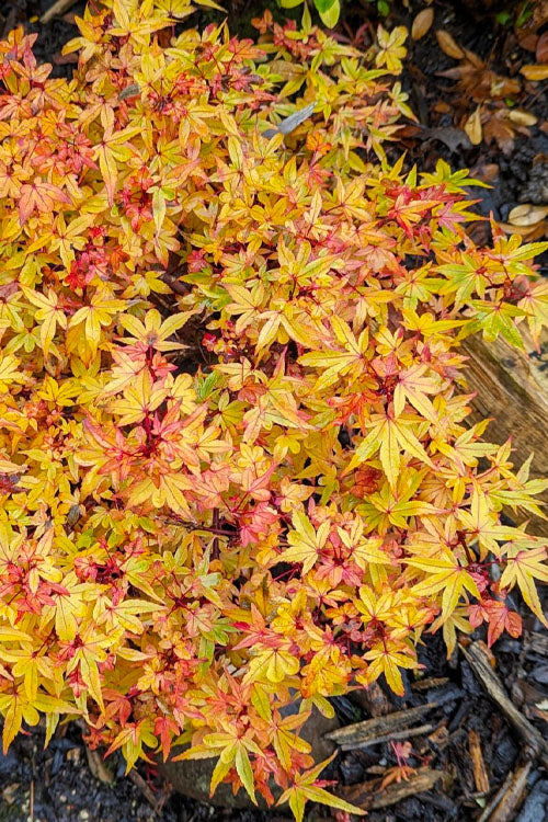  Beni Hime Dwarf Japanese Maple (Single-Trunk Tree Form) - 3 Gallon Pot