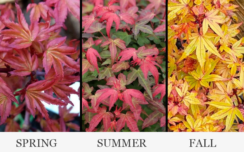 Beni Hime Dwarf Japanese Maple (Single-Trunk Tree Form) - 3 Gallon Pot