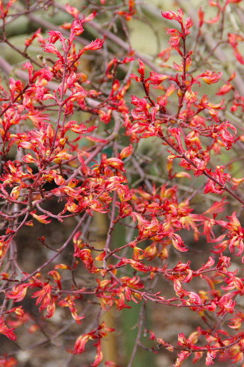  Beni Hime Dwarf Japanese Maple - 1 Gallon Pot