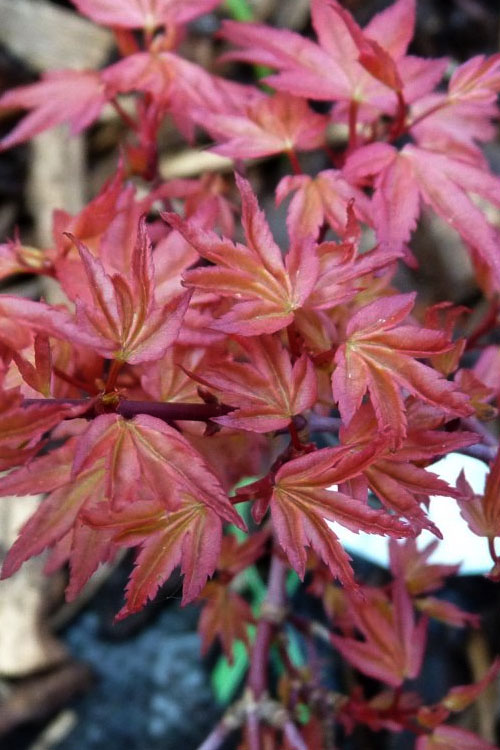  Beni Hime Dwarf Japanese Maple - 1 Gallon Pot