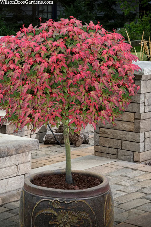  Beni Hime Dwarf Japanese Maple (Single-Trunk Tree Form) - 3 Gallon Pot