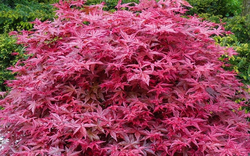  'Beni Maiko' Red Dancing Girl Japanese Maple - 1 Gallon Pot