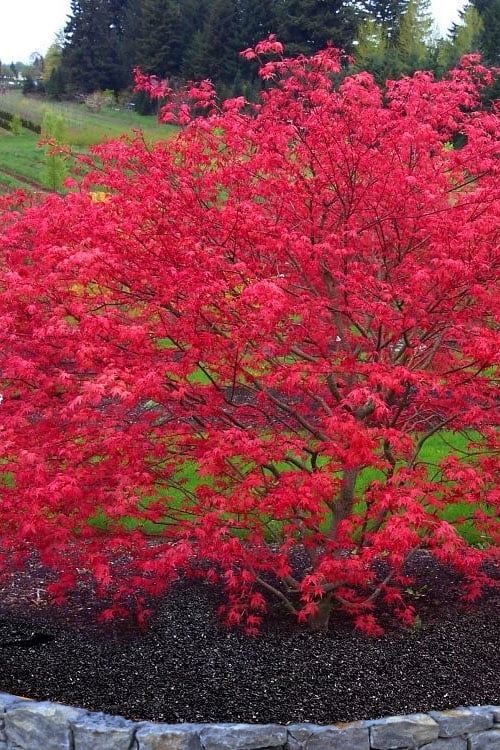  'Beni Maiko' Red Dancing Girl Japanese Maple - 1 Gallon Pot