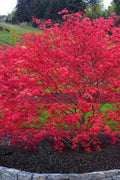  'Beni Maiko' Red Dancing Girl Japanese Maple - 1 Gallon Pot
