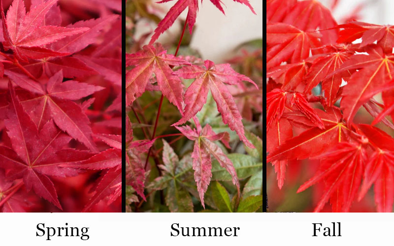  Beni Maiko Red Dancing Girl Japanese Maple - 3 Gallon Pot