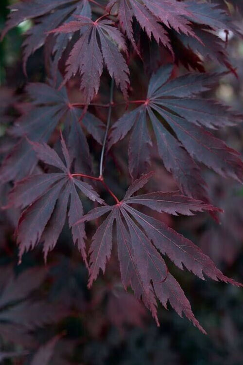  Black Lace Japanese Maple - 6 Gallon Pot