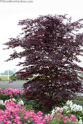  Black Lace Japanese Maple - 6 Gallon Pot