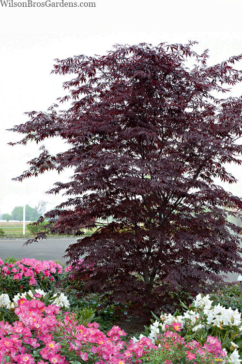  Black Lace Japanese Maple - 6 Gallon Pot