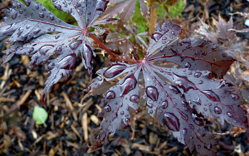  Black Lace Japanese Maple - 6 Gallon Pot