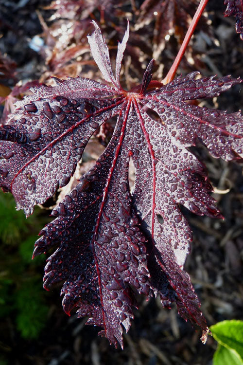  Black Lace Japanese Maple - 6 Gallon Pot