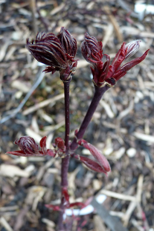  Black Lace Japanese Maple - 6 Gallon Pot