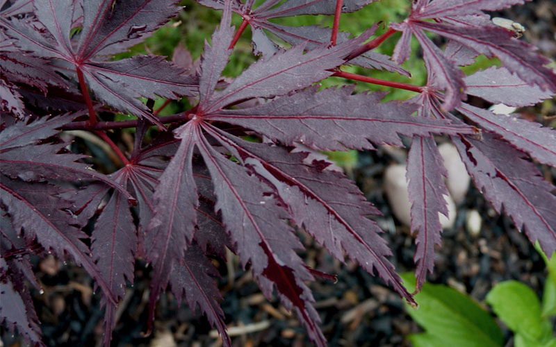  Black Lace Japanese Maple - 6 Gallon Pot