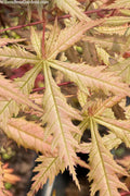  Blonde Beauty Japanese Maple - 3 Gallon Pot (5-6')