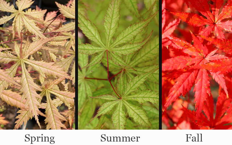  Blonde Beauty Japanese Maple - 3 Gallon Pot (5-6')