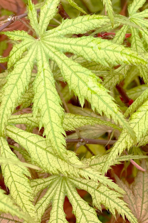  Blonde Beauty Japanese Maple - 3 Gallon Pot (5-6')