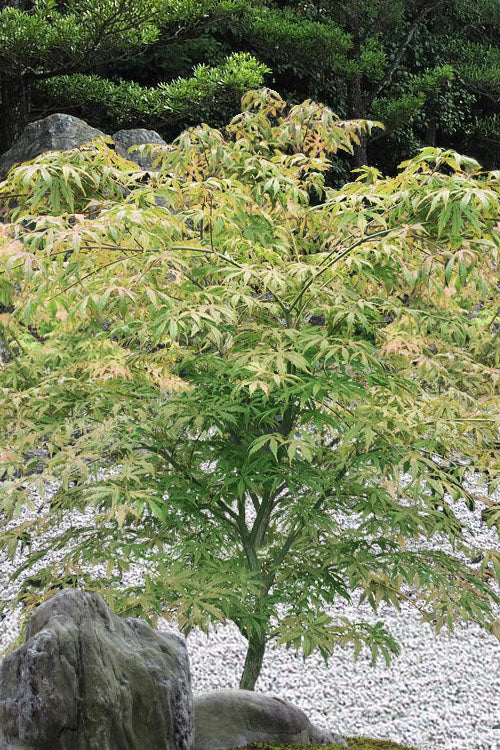  Blonde Beauty Japanese Maple - 3 Gallon Pot (5-6')