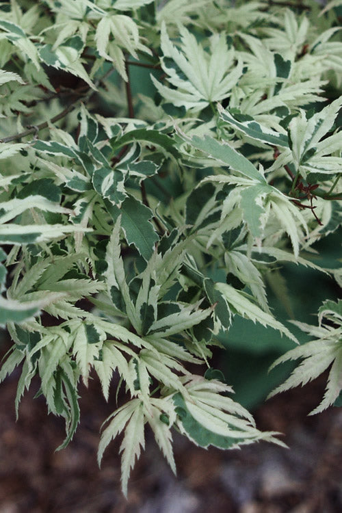  Butterfly Japanese Maple - 7 Gallon Pot