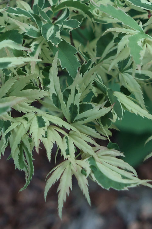  Butterfly Japanese Maple - 7 Gallon Pot