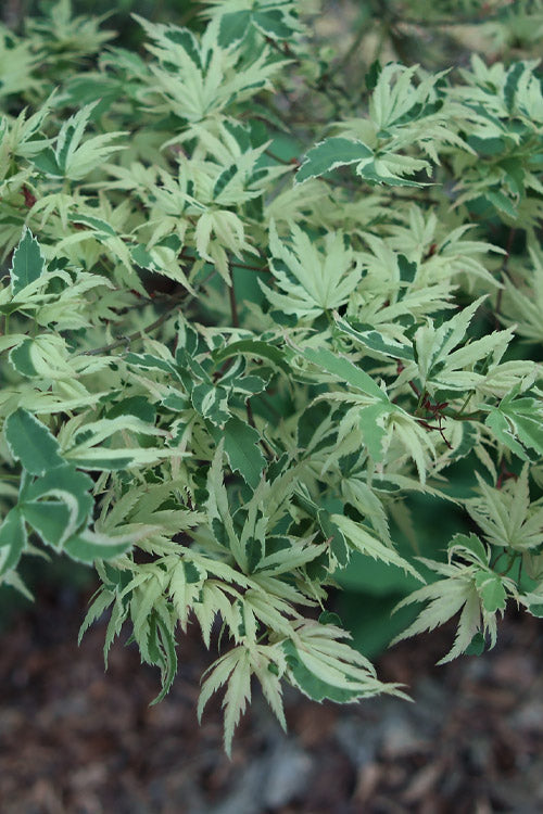  Butterfly Japanese Maple - 2 Gallon Pot