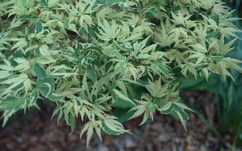  Butterfly Japanese Maple - 2 Gallon Pot