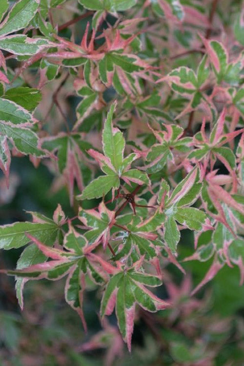  Butterfly Japanese Maple - 7 Gallon Pot