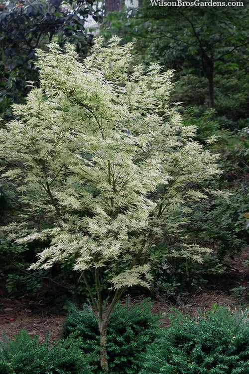 Butterfly Japanese Maple - 7 Gallon Pot