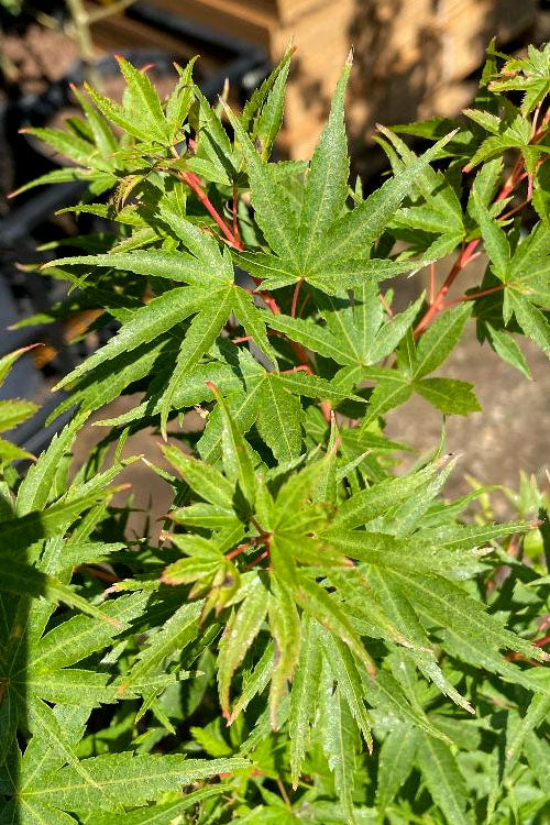  Corvallis Broom Dwarf Coral Bark Japanese Maple - 3 Gallon Pot
