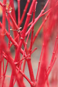  Corvallis Broom Dwarf Coral Bark Japanese Maple - 3 Gallon Pot