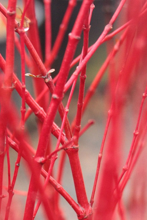  Corvallis Broom Dwarf Coral Bark Japanese Maple - 3 Gallon Pot