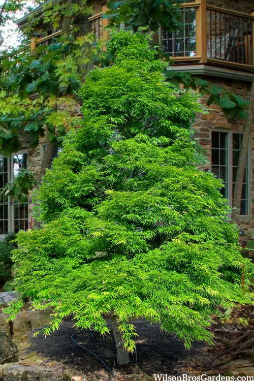  Contorta Weeping Japanese Maple - 3 Gallon Pot