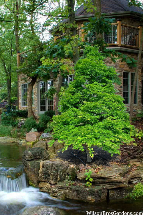  Contorta Weeping Japanese Maple - 3 Gallon Pot