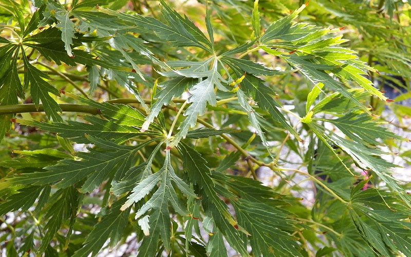  Contorta Weeping Japanese Maple - 3 Gallon Pot