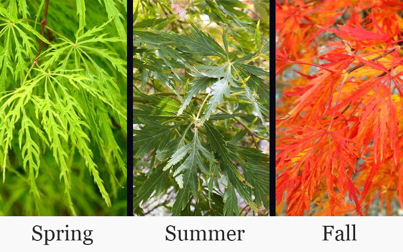  Contorta Weeping Japanese Maple - 3 Gallon Pot