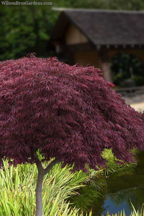  Crimson Queen Dwarf Japanese Maple (High Graft Tree Form) - 5 Gallon Pot