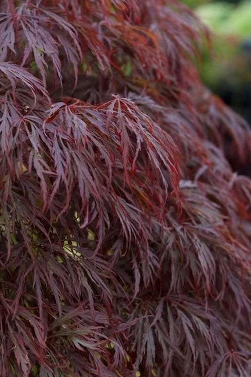  Crimson Queen Dwarf Japanese Maple (High Graft Tree Form) - 2 Gallon Pot