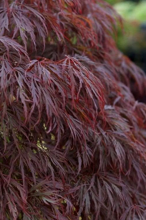  Crimson Queen Dwarf Japanese Maple (High Graft Tree Form) - 5 Gallon Pot