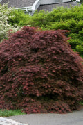  Crimson Queen Dwarf Japanese Maple - 2 Gallon Pot