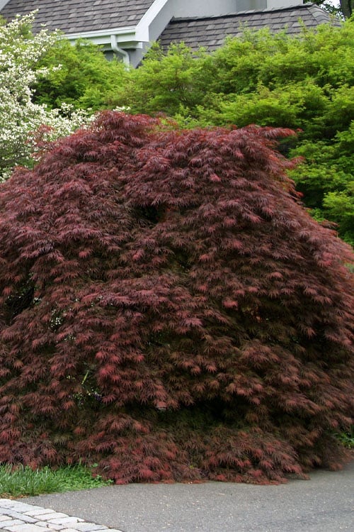  Crimson Queen Dwarf Japanese Maple - 2 Gallon Pot
