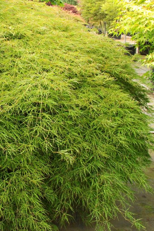  Otto's Dissectum Japanese Maple (Acer Palmatum) - 1 Gallon Pot