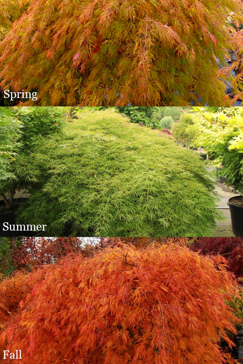  Otto's Dissectum Japanese Maple (Acer Palmatum) - 5 Gallon Pot