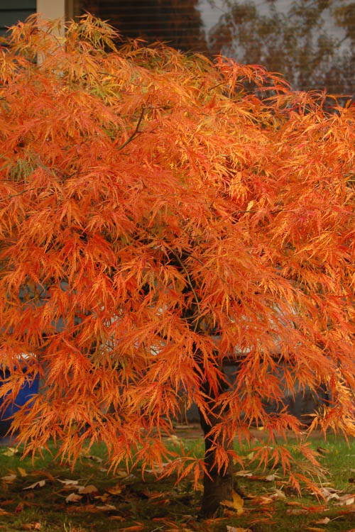  Otto's Dissectum Japanese Maple (Acer Palmatum) - 5 Gallon Pot