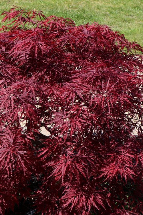  Red Dragon Dwarf Japanese Maple - 3 Gallon Pot